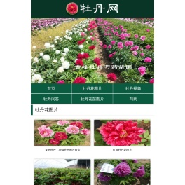 牡丹网
