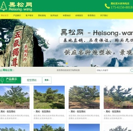 黑松网