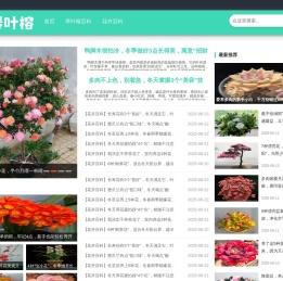 琴叶榕