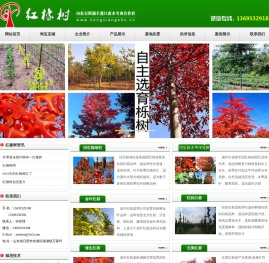 美国红橡树