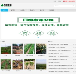 小龙柏,龙柏苗,龙柏床苗,嫁接小龙柏,龙柏树,龙柏球,龙柏工程苗
