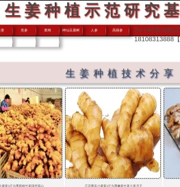 生姜种植批发