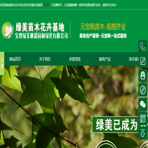 元宝枫