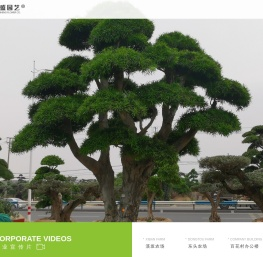 觅宝树