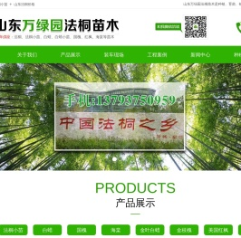山东法桐苗