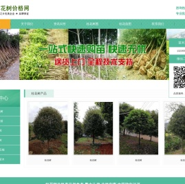 桂花树