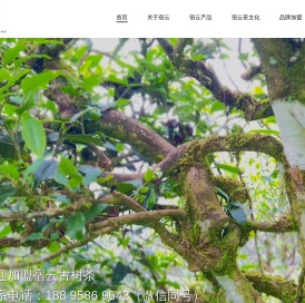 宿云古树茶