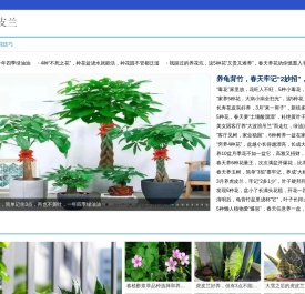 虎皮兰