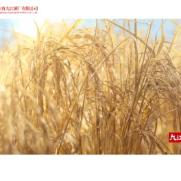 广东省九江酒厂有限公司