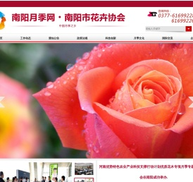 南阳月季网,月季网