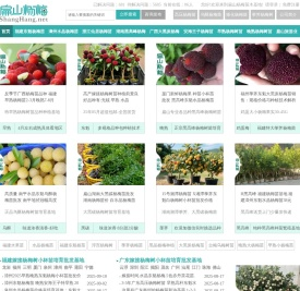 福建东魁杨梅苗批发