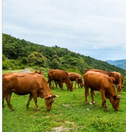 海南海思食品有限公司
