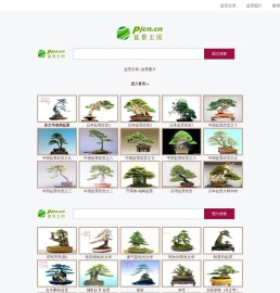 盆景王国pjcn.cn
