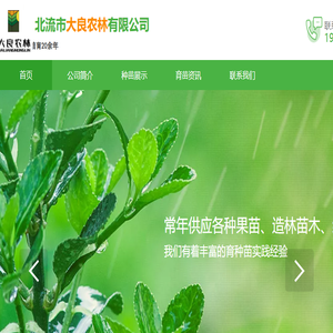 沉香树苗