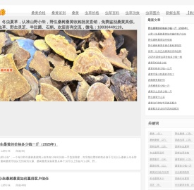 桑树桑黄多少钱一斤