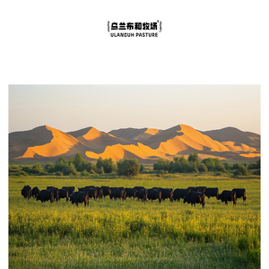 深圳市乌兰布赫农产品有限公司