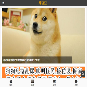 柴犬