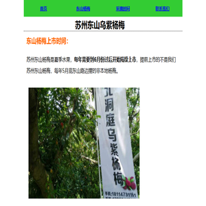 苏州东山乌紫杨梅什么时候上市