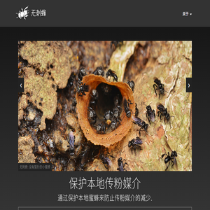 无刺蜂