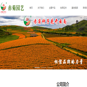 赤峰万寿菊杂交种子（色素）内蒙古赤峰赤菊园艺有限公司