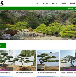 泰安造型松
