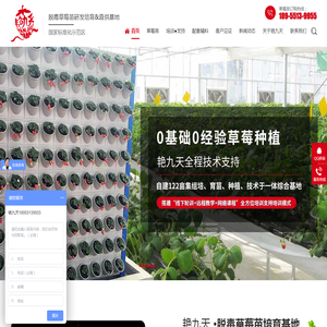 草莓种苗,草莓脱毒种苗,草莓生产苗,红颜草莓种苗,草莓种苗批发