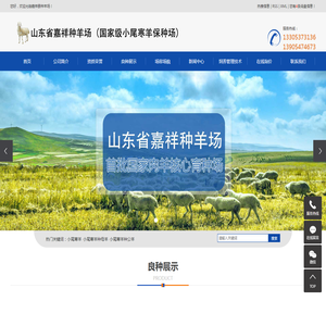 小尾寒羊