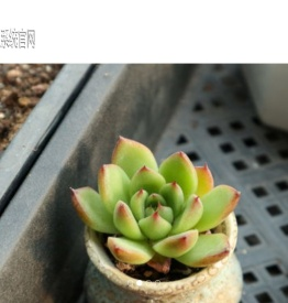 桂林多肉植物网