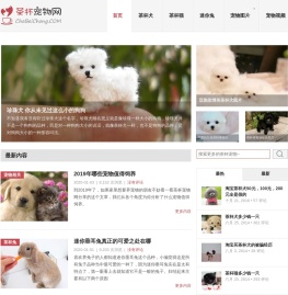 茶杯犬,茶杯猫,小香猪,迷你袖珍泰迪贵宾狗