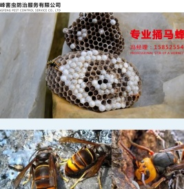 无锡捅马蜂窝