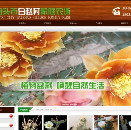 仙人球,仙人掌,晓阳家仙人掌