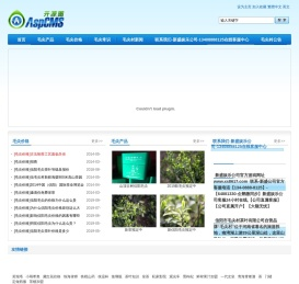 信阳毛尖价格