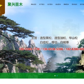 泰山景松