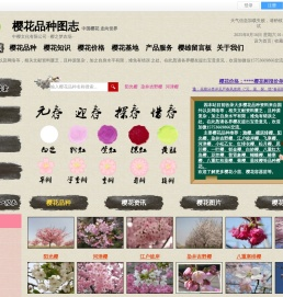 垂枝樱