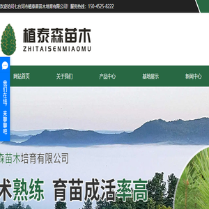 黑龙江红松苗
