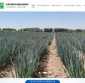 大葱种植技术