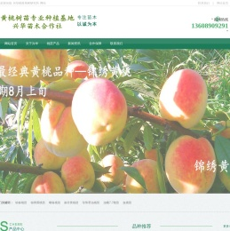 黄桃树苗专业种植基地
