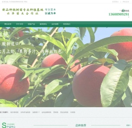 新品种桃树苗专业种植基地
