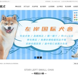 日本纯种柴犬