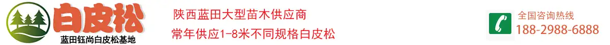 蓝田白皮松苗木基地