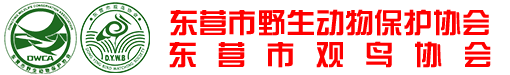 东营市观鸟协会