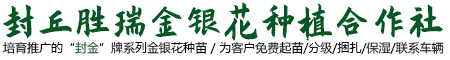 河南金银花苗