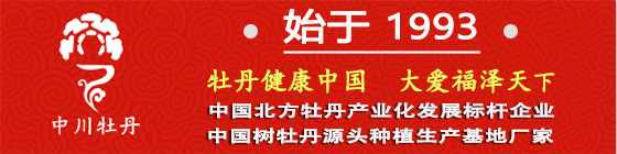 甘肃牡丹,紫斑牡丹,油用牡丹,牡丹产业加盟,甘肃中川牡丹