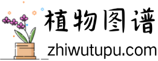 植物图谱